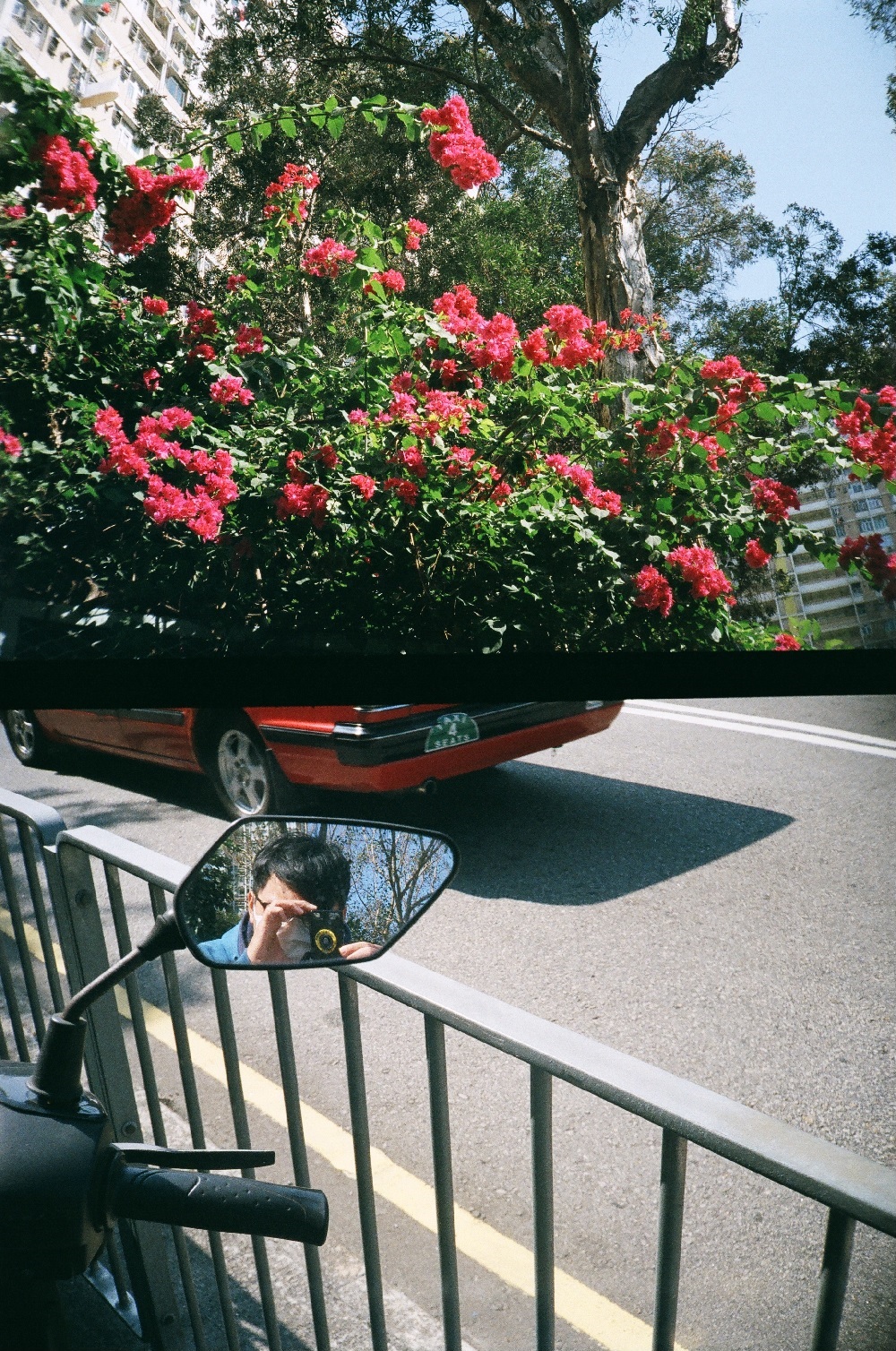 Above: red flowers; Below: selfie on a bike's rear-view mirror
